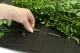 Hanging artificial adiantum fern - Fire-Retardant 6