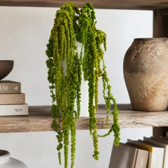 Amaranthus preserved - Bouquet - Light Green