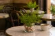 Lutti Fern Preserved - Fresh Green 1