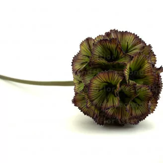 Scabiosa g&eacute;ant artificiel