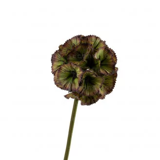 Scabiosa g&eacute;ant artificiel