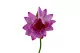 Fiore di Loto artificiale 6
