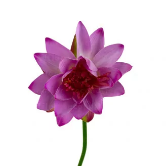 K&uuml;nstliche Lotusblume