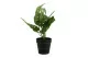 K&uuml;nstliche Monstera im Topf 5