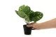 Monstera artificiale in vaso 3