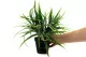 Artificial Herbaceous plant in pot 3