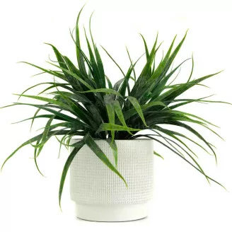 Pianta Erbacea artificiale in vaso