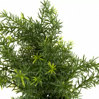 Artificial Asparagus in pot