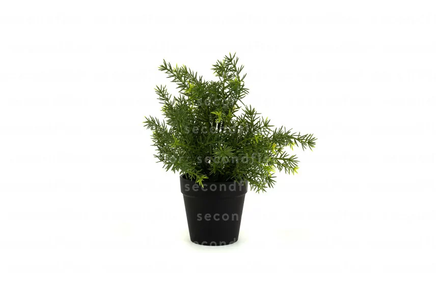 Asparagus artificiel en pot