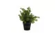 Artificial Asparagus in pot 1