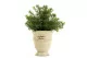K&uuml;nstlicher Asparagus im Topf 4
