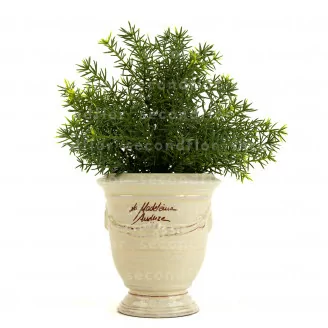 Asparagus artificiale in vaso