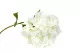 Hortensia XXL artificial Blanco 6