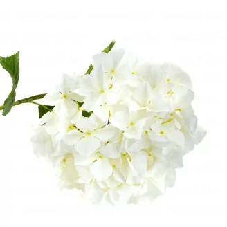 Artificial XXL Hydrangea White
