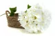 Hortensia artificiel XXL Blanc 2