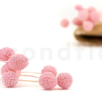 Craspedia preservata Pink Flamingo