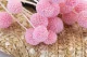 Craspedia stabilizzata - Mazzo - Pink Flamingo 2