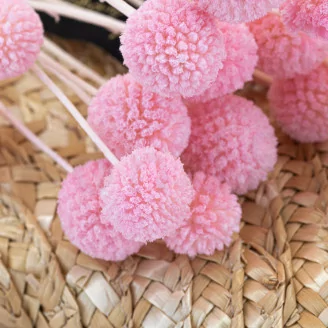 Preserved Billy Button Pink Flamingo