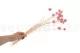Craspedia stabilizzata - Mazzo - Pink Flamingo 3