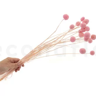 Preserved Billy Button Pink Flamingo