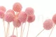 Craspedia preservata Pink Flamingo 4