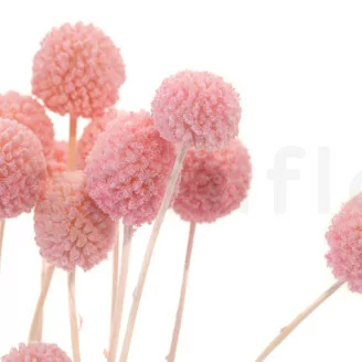 Craspedia stabilis&eacute; Pink Flamingo