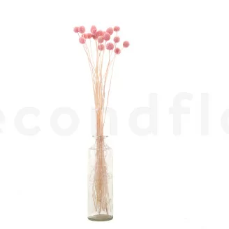 Craspedia stabilis&eacute; Pink Flamingo