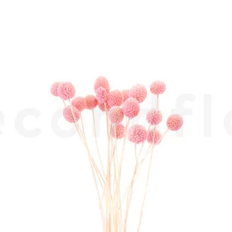 Craspedia stabilis&eacute; Pink Flamingo
