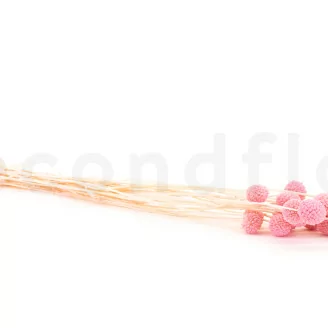 Craspedia stabilis&eacute; Pink Flamingo