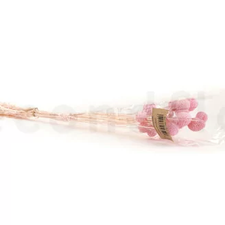 Preserved Billy Button Pink Flamingo