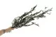 Preserved Olive Branch 3