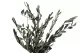 Preserved Olive Branch 6
