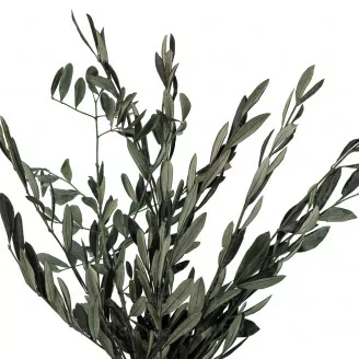Preserved Olive Branch