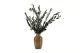 Preserved Olive Branch 4
