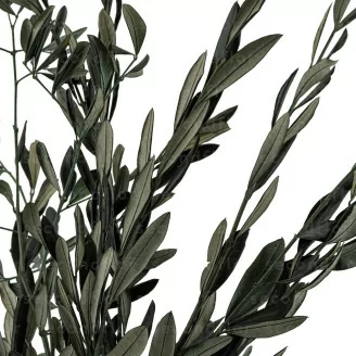 Preserved Olive Branch
