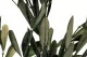 Preserved Olive Branch 2