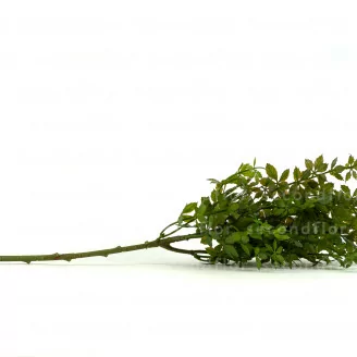 Mini artificial Green Virginia creeper