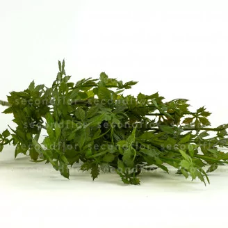 Mini artificial Green Virginia creeper