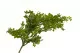 Mini artificial Green Virginia creeper 2