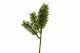 Artificial Pine Sprigs on Pick (x6) 7
