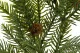 Artificial Pine Spray with Pine Cones 2