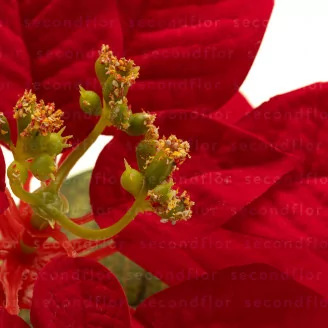 Stella di Natale artificiale Rosso