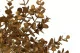 K&uuml;nstlicher goldener Eukalyptus 2