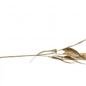 Gold artificial Willow Eucalyptus Spray