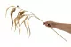 Gold artificial Willow Eucalyptus Spray 3