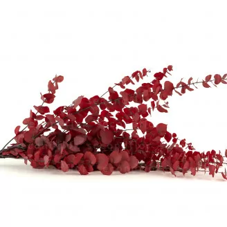 Eucalyptus Stuartiana stabilis&eacute; Rouge
