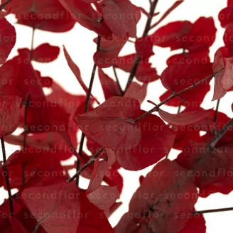 Konservierter Stuartiana-Eukalyptus Rot