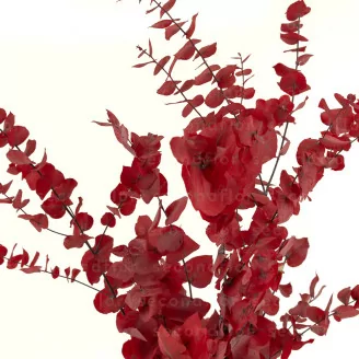 Eucalyptus Stuartiana stabilis&eacute; Rouge