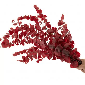 Konservierter Stuartiana-Eukalyptus Rot