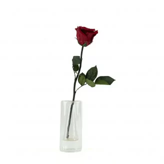Preserved Rose on stem 30 cm Red - Individual premium sleeve (x12)